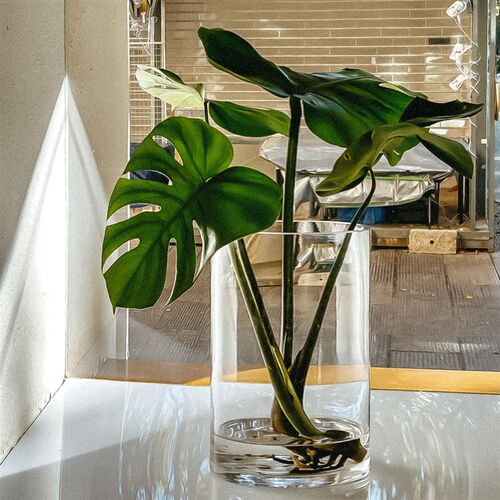 大口径花瓶龟背竹专用水培器皿宽口广口敞口绿植醒W花桶玻璃透明