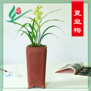 建兰兰花四季 新品 夏皇梅浓香B花卉C景栽盆土绿植带草植物名贵
