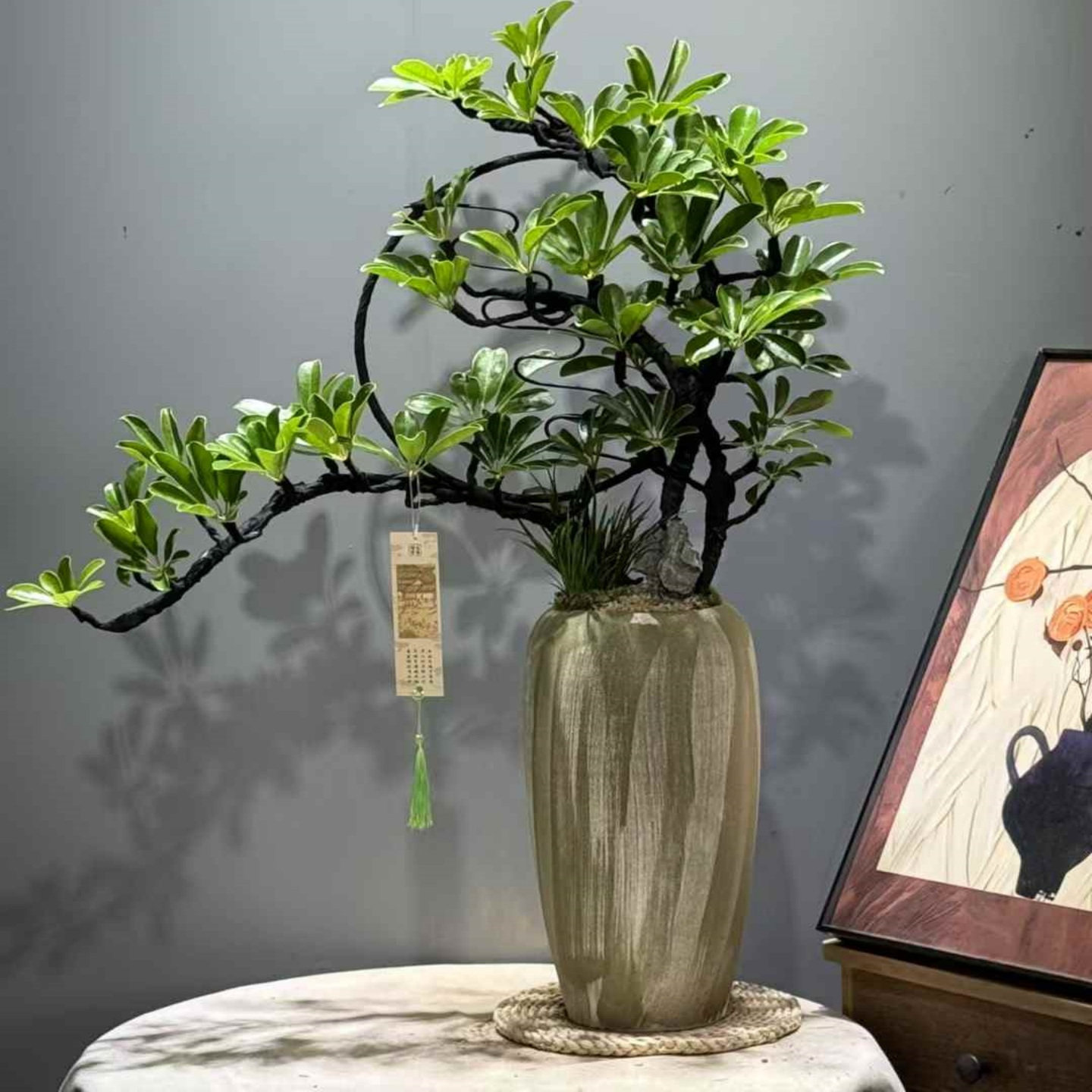 圆月飘枝鸭脚木盆景室内好养盆栽书房意境花卉办公桌茶几高档植物