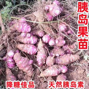胰岛果种特色食补有限控糖农家菜园庭院自种紫皮高产可观花结果多