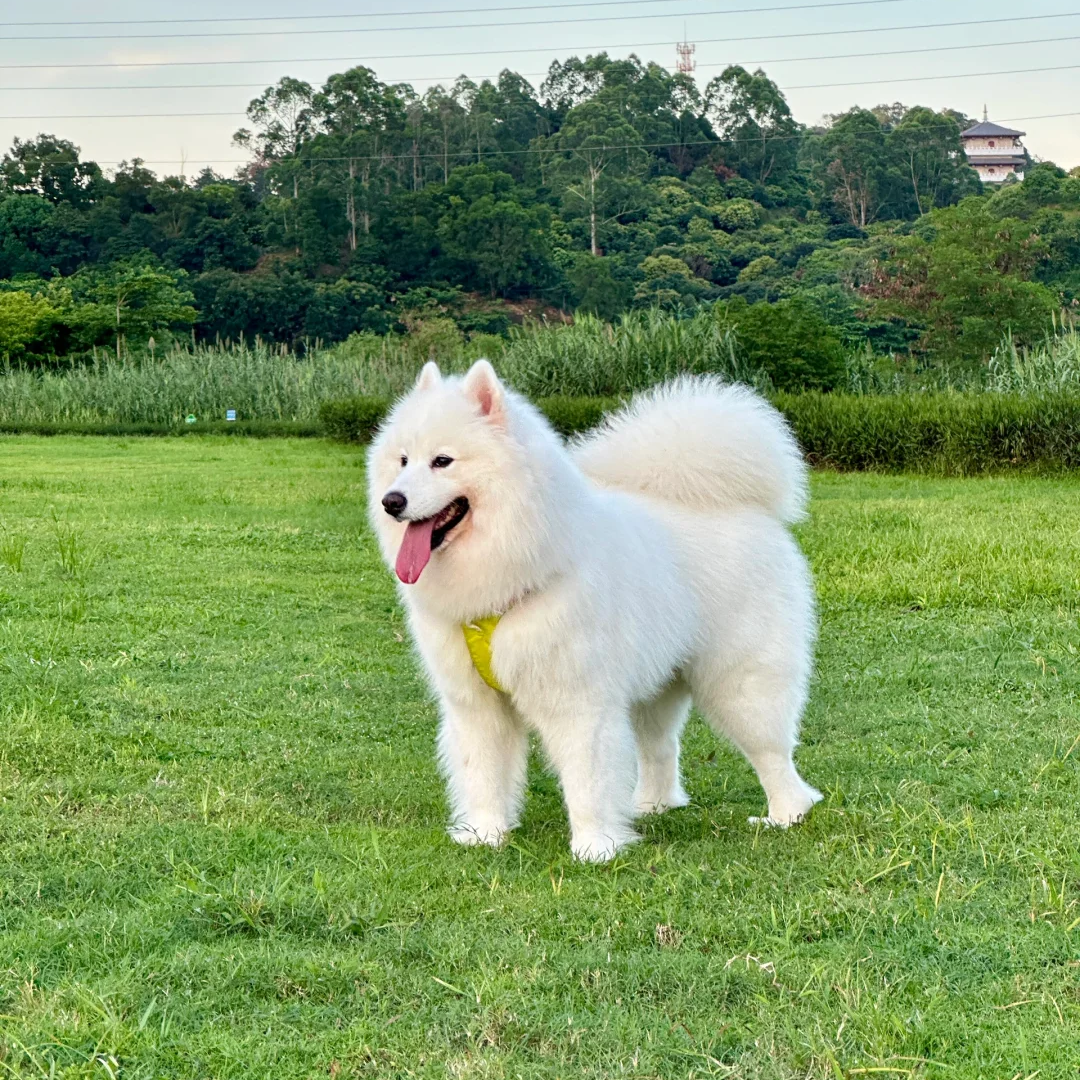 微笑天使是双血统萨摩耶宠物犬狗