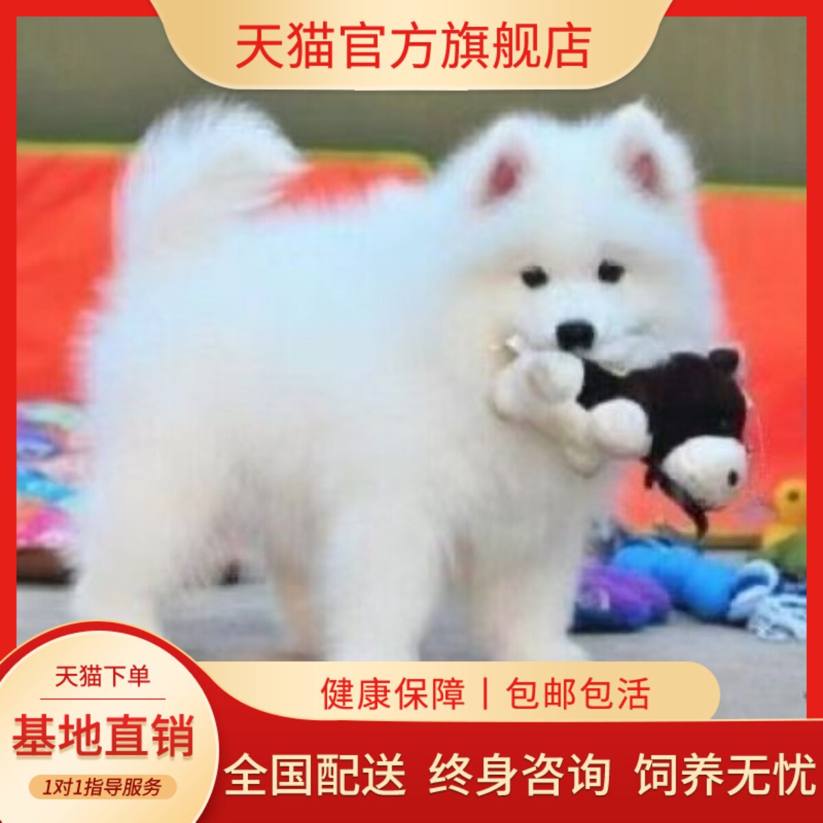 萨摩耶纯种幼犬可爱型活物好养便宜幼宠幼崽活体陪伴犬白色网红狗