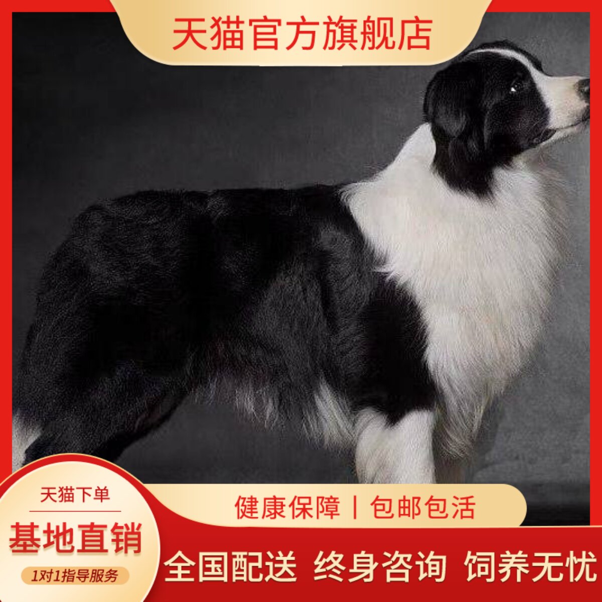 家庭犬好养网红活泼听话聪明狗狗