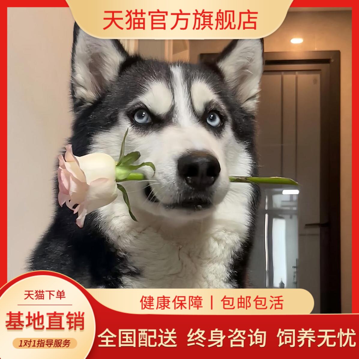 三把火哈士奇活体二哈宠物活体