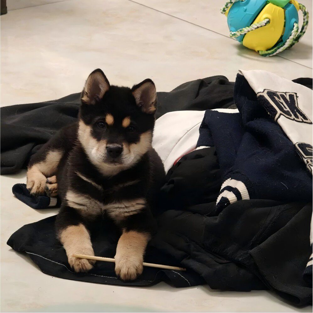 护主土狗忠诚银农村看家护院活体