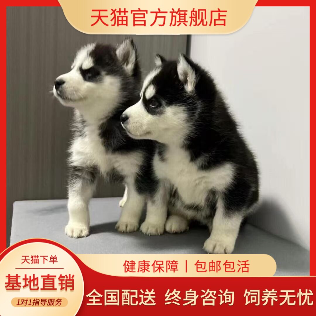 黑色好养三火活泼二哈雪橇犬狗