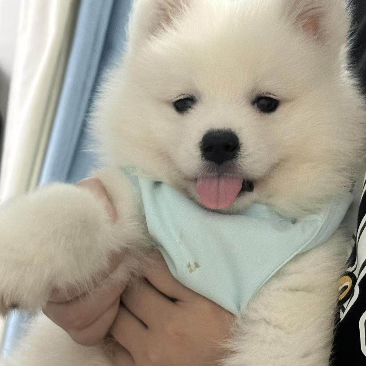 聪明好养家养幼宠粘人网红活物