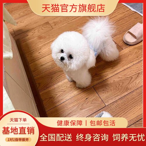 小短腿卷毛米奇小型犬幼崽小狗