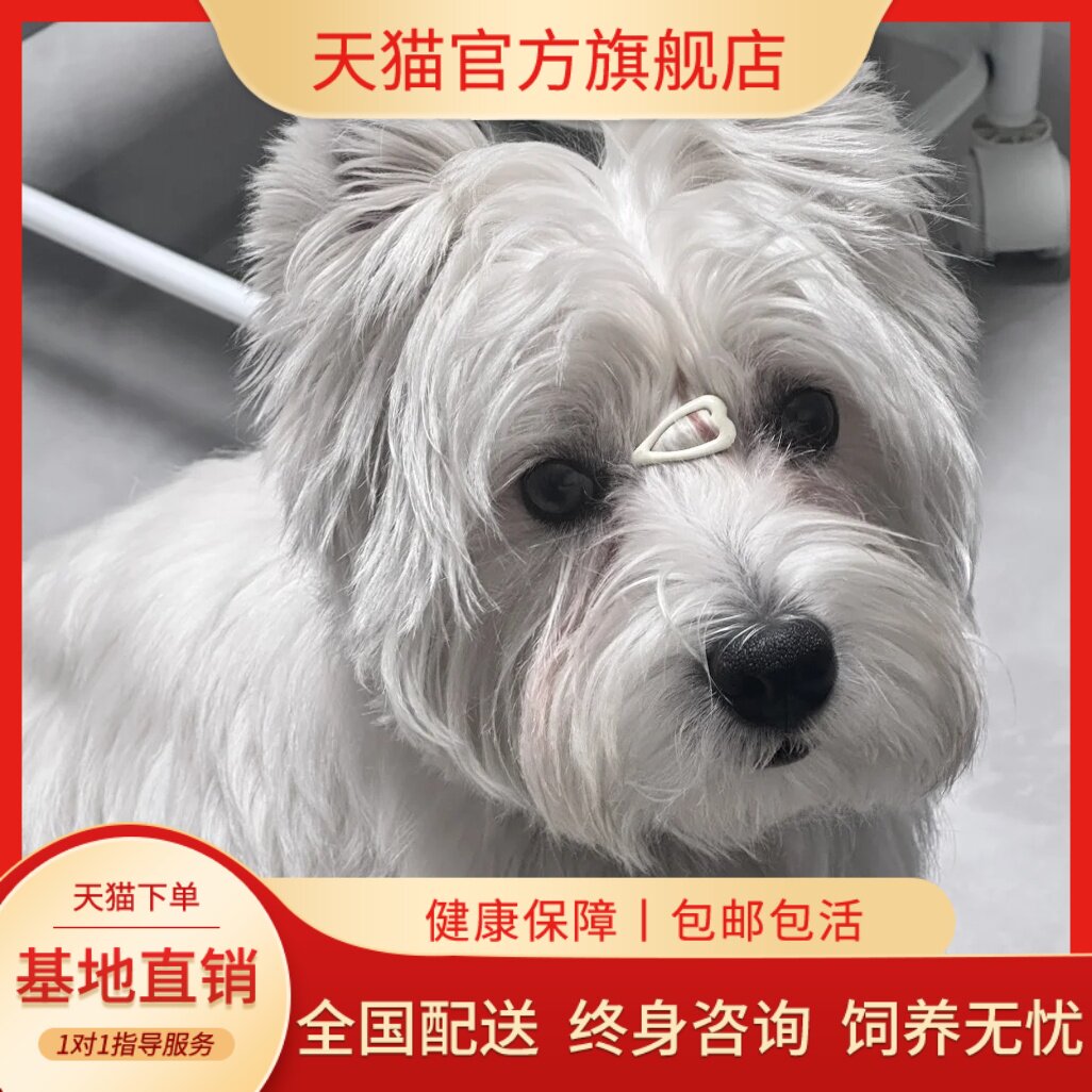 西高地犬小型犬家养宠物狗狗