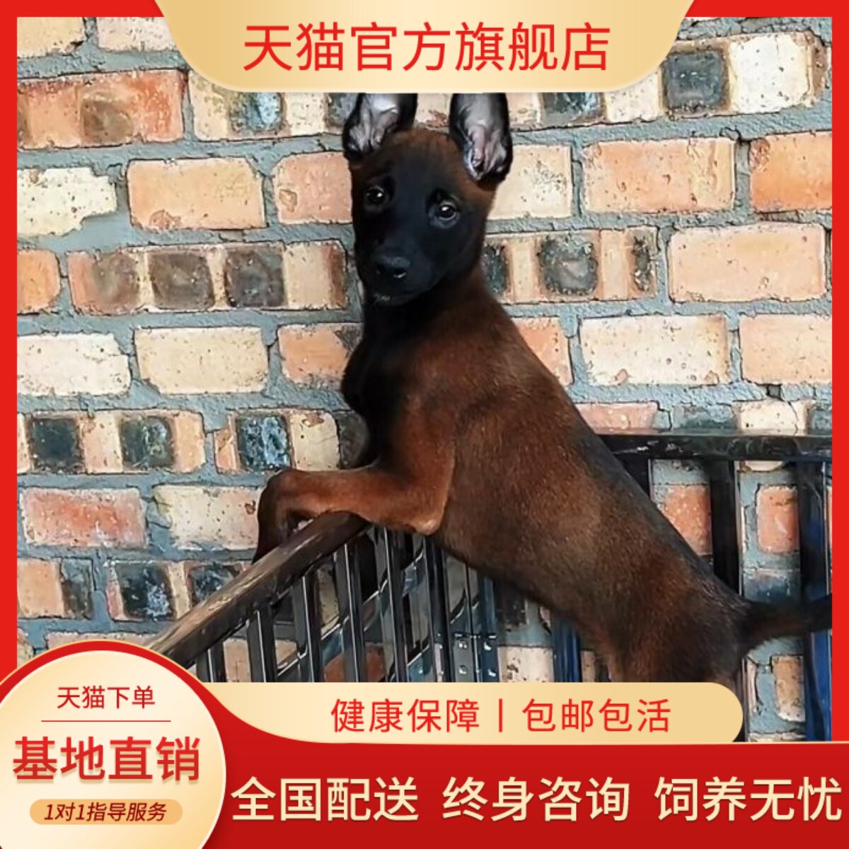真狗比利时牧羊犬工作犬黑红狗