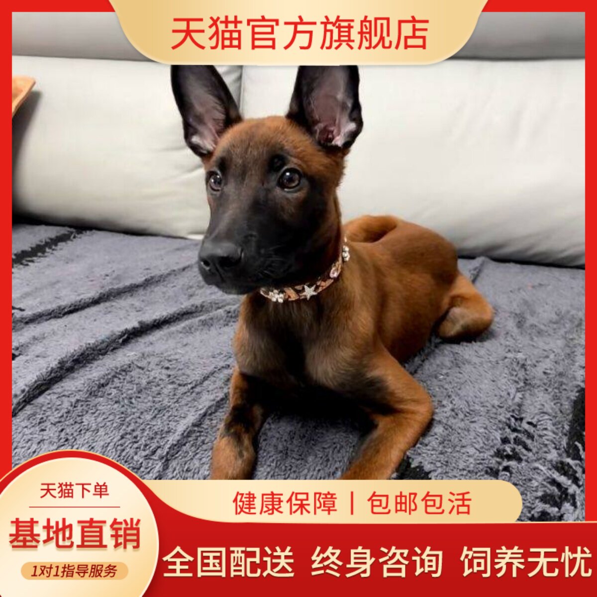 马犬纯种幼犬便宜活体比利时牧羊犬幼宠真狗狗狗聪明短毛狼狗霸气