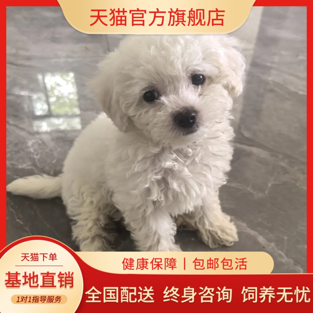 狗狗透明毛小体型比熊幼崽长不大