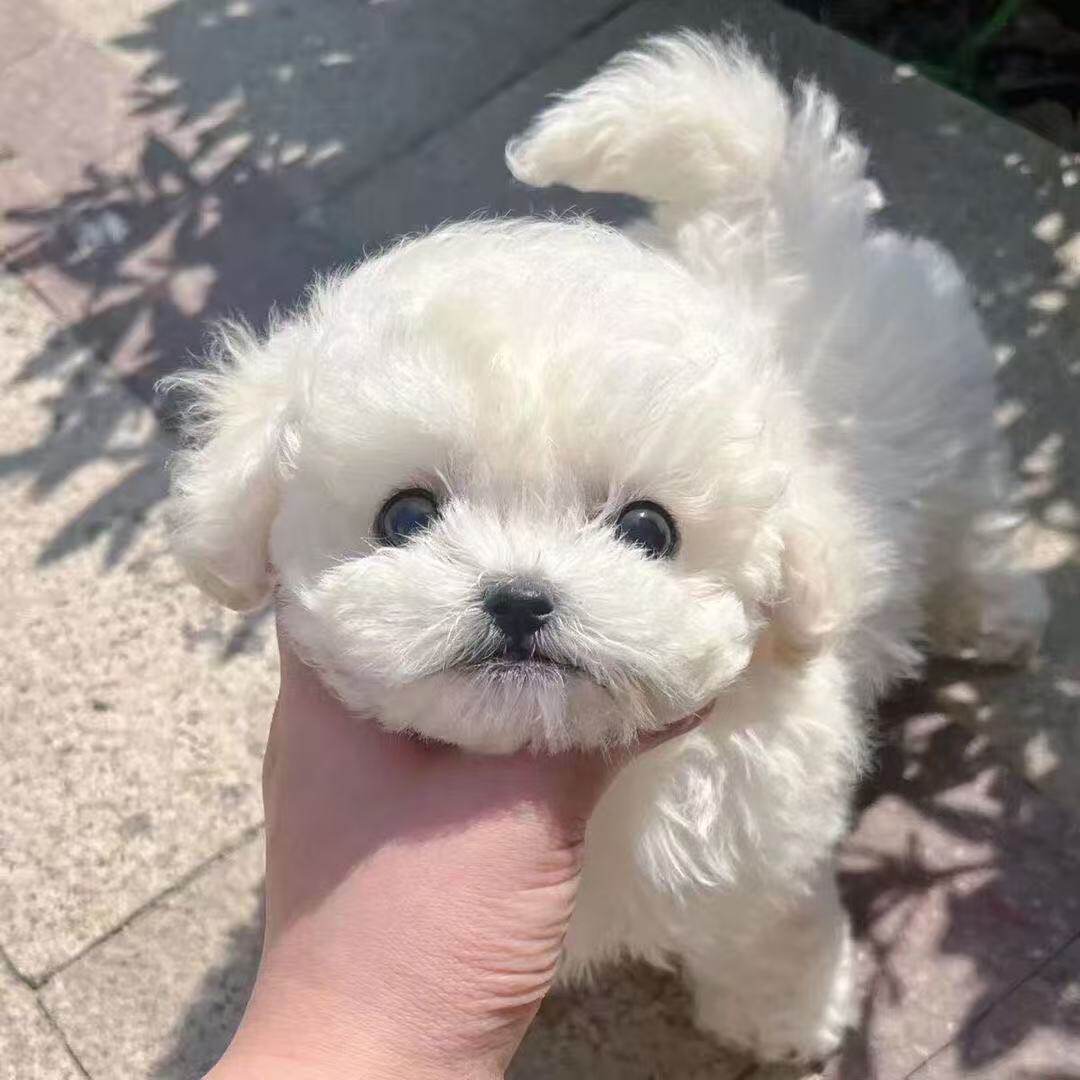长不大便宜圆脸可爱小型犬狗狗狗
