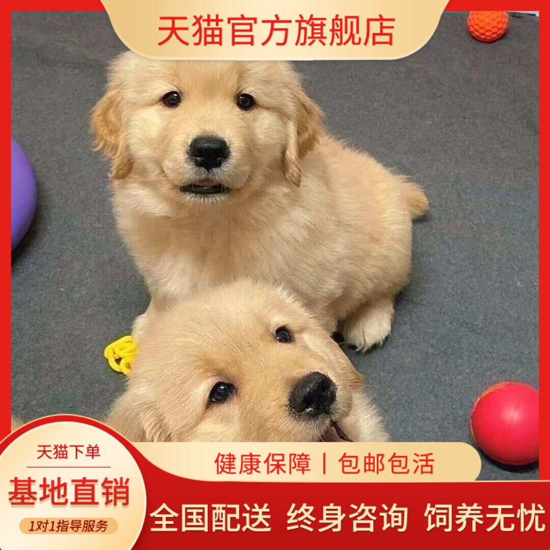 大骨架真狗小狗导盲犬聪明护主