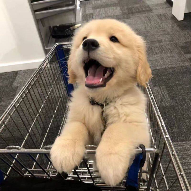 导盲犬犬大型骨架护院狗家养小狗