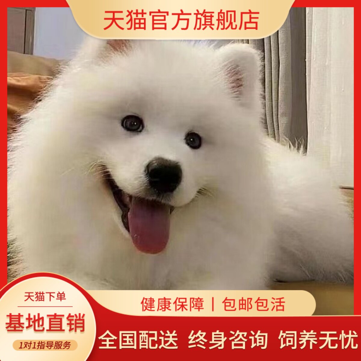 可爱大骨架聪明陪伴犬便宜活物