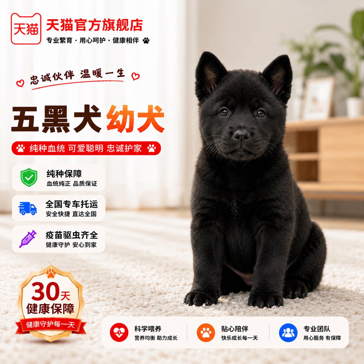 纯种五黑犬幼犬土狗忠诚全黑好养