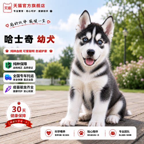 真狗可爱宠物听话活泼三火家养