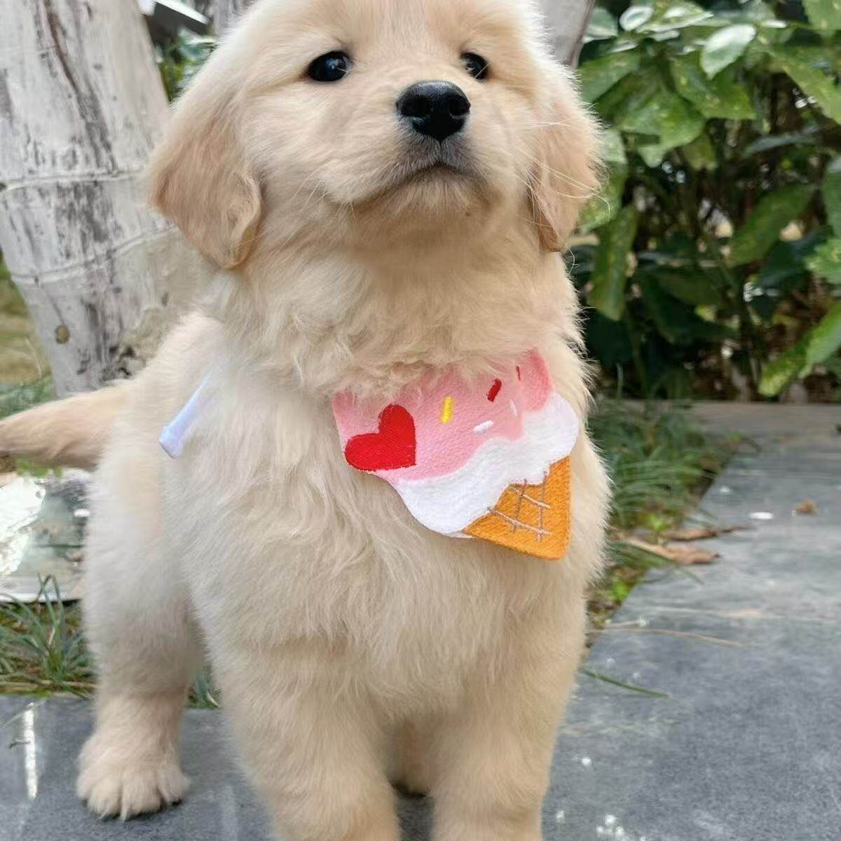 大骨架宠物狗活泼巡回犬猎犬狗