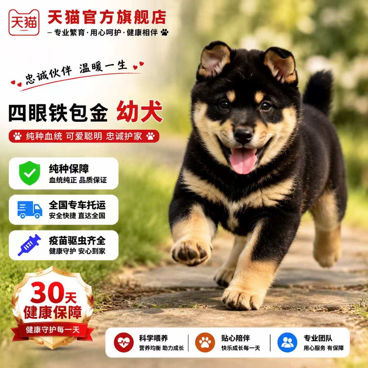 狗赶山犬看家护院短毛土狗活体狗