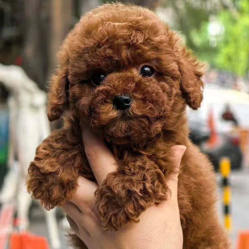 体型活物狗活泼黑色纯黑幼崽