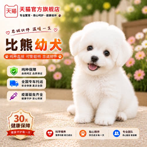 纯种比熊幼犬活体真狗小体比熊