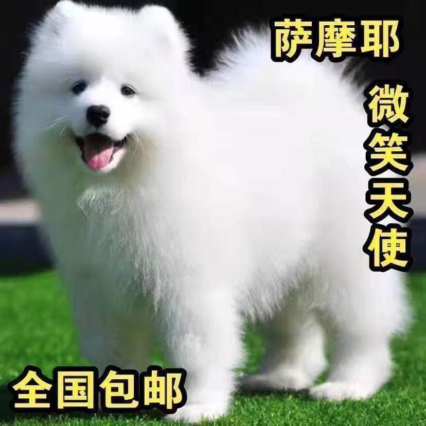 好养宠物狗活体白色狗大骨架活物