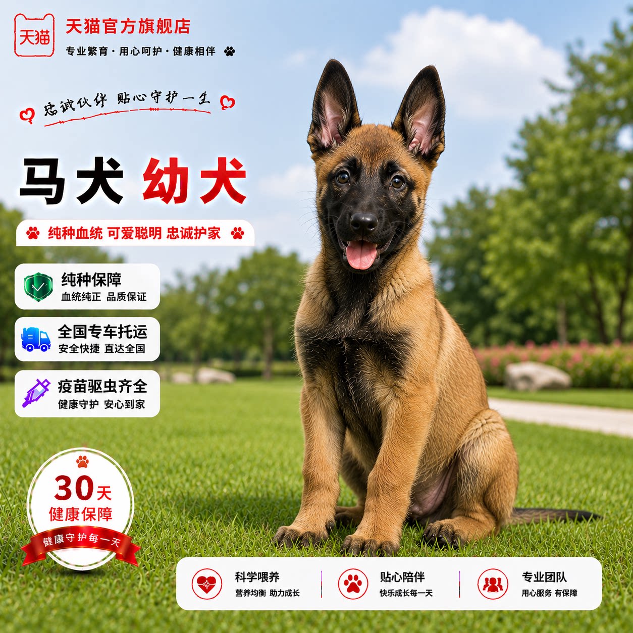 狗黑红大骨架霸气大型犬短毛狗