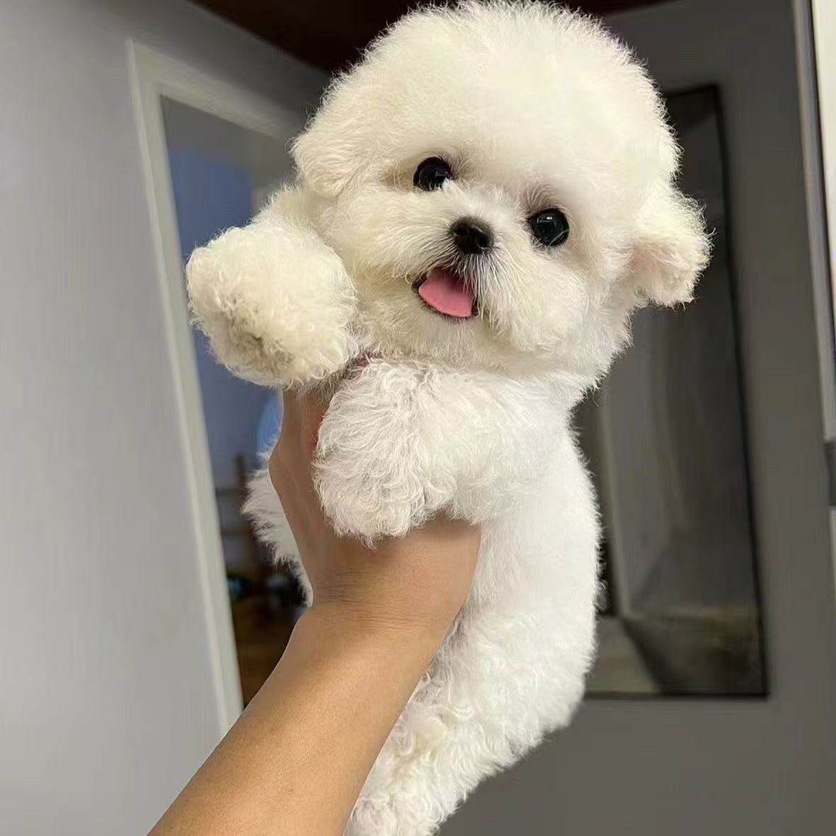 小型犬超小便宜狗可爱白网红活体