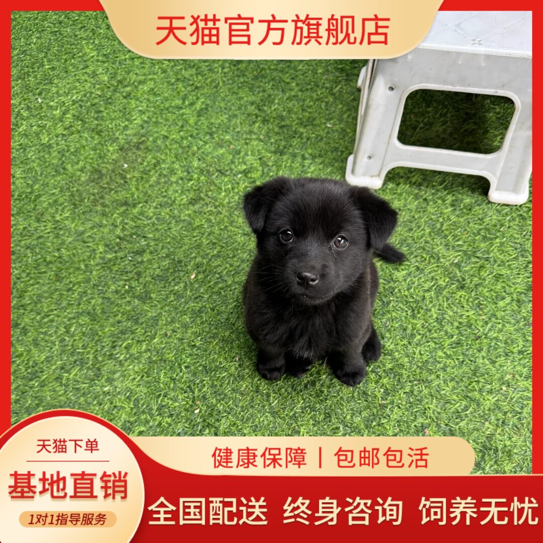 土狗广西土便宜短毛看门狗好养