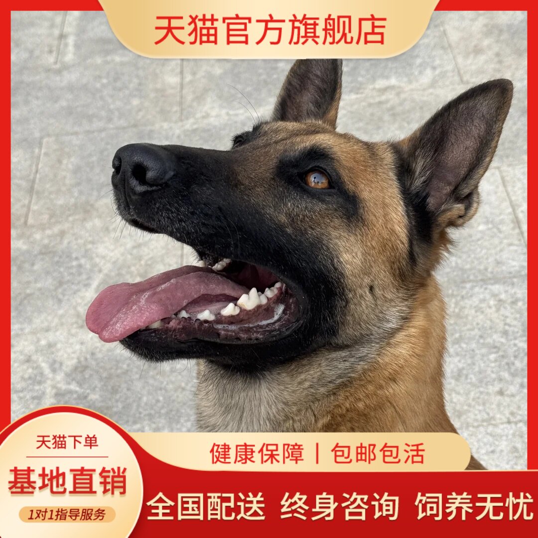 科目马犬小狼犬马犬幼崽狗狗正宗
