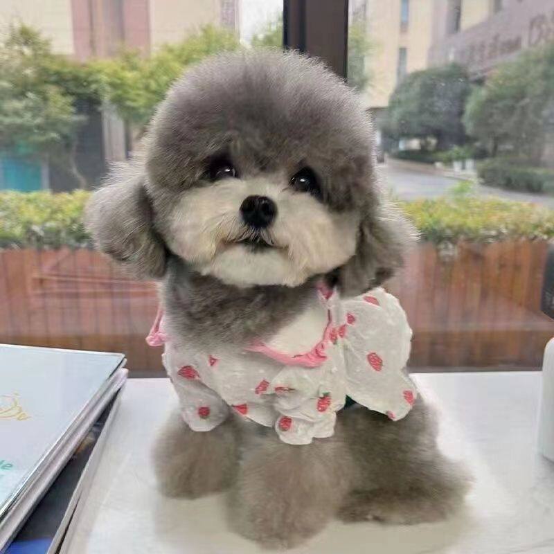 聪明狗超萌幼崽小型犬黑小体可爱