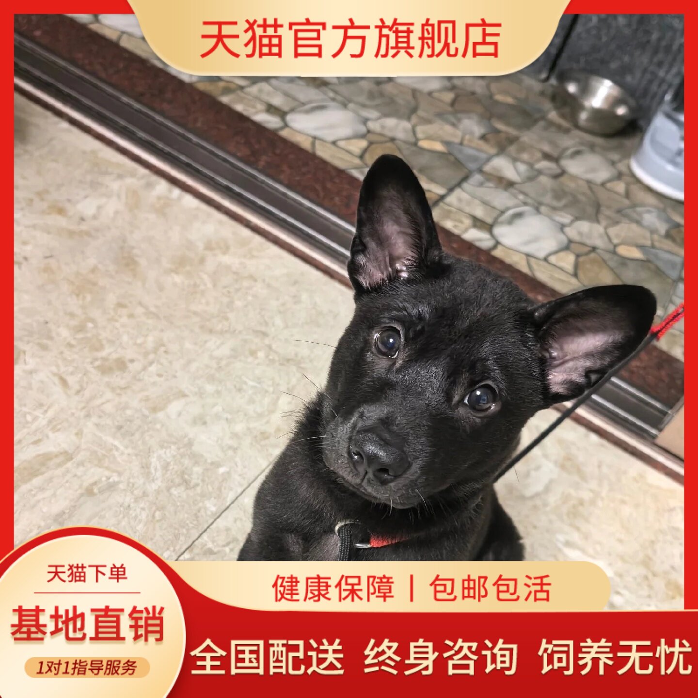 五黑犬幼犬便宜纯黑中华田园犬全黑赶山犬霸气忠诚广西土猎犬