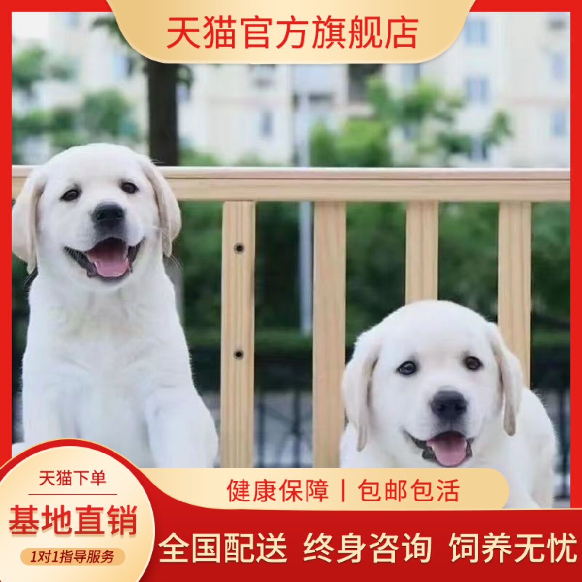 活泼健康黑色短毛家庭家养宠物