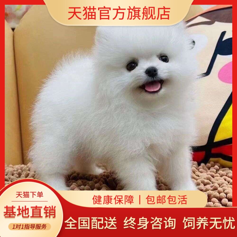 活物真狗俊介犬黄活体狗袖珍便宜