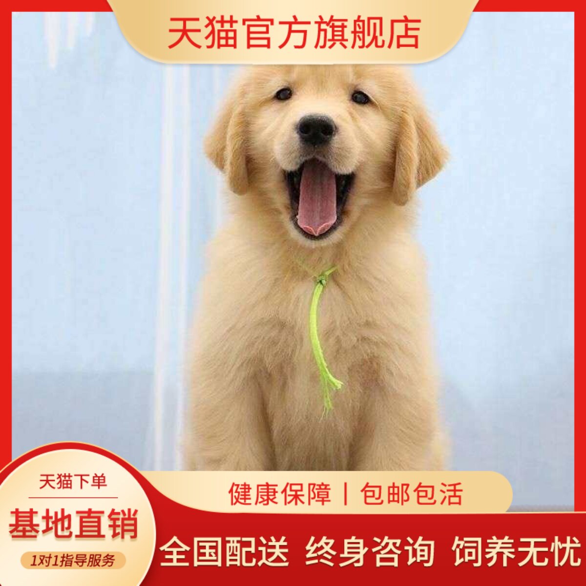 金高智商导盲犬温顺便宜小护主