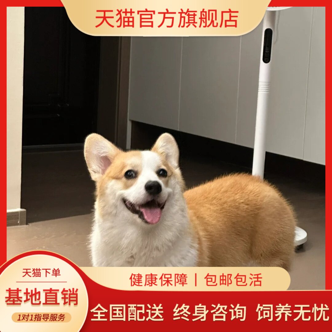 纯种柯基幼犬家庭陪伴活体两色狗活泼活物狗宠便宜双色犬狗威尔士