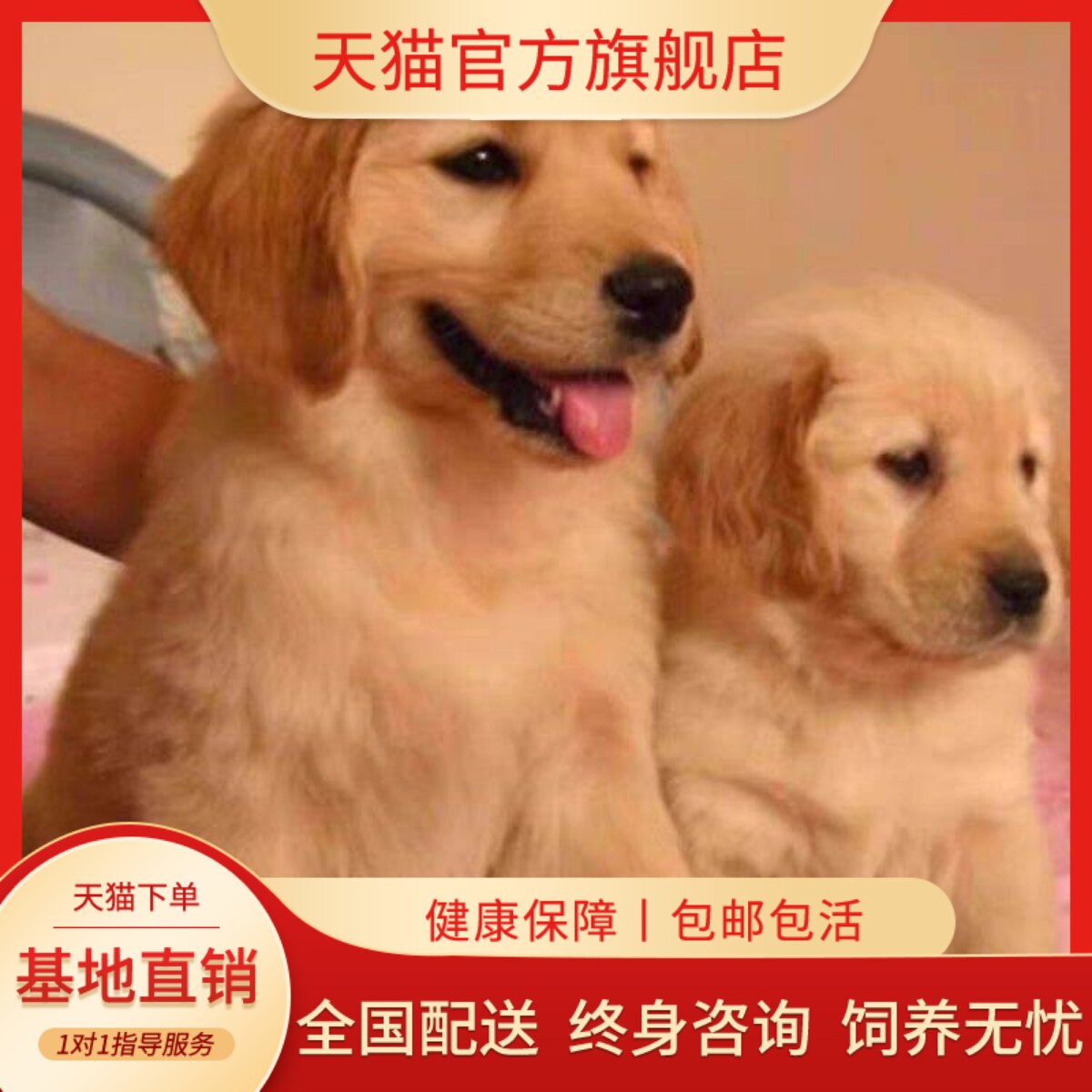 听话超萌聪明宠物狗幼崽狗大头