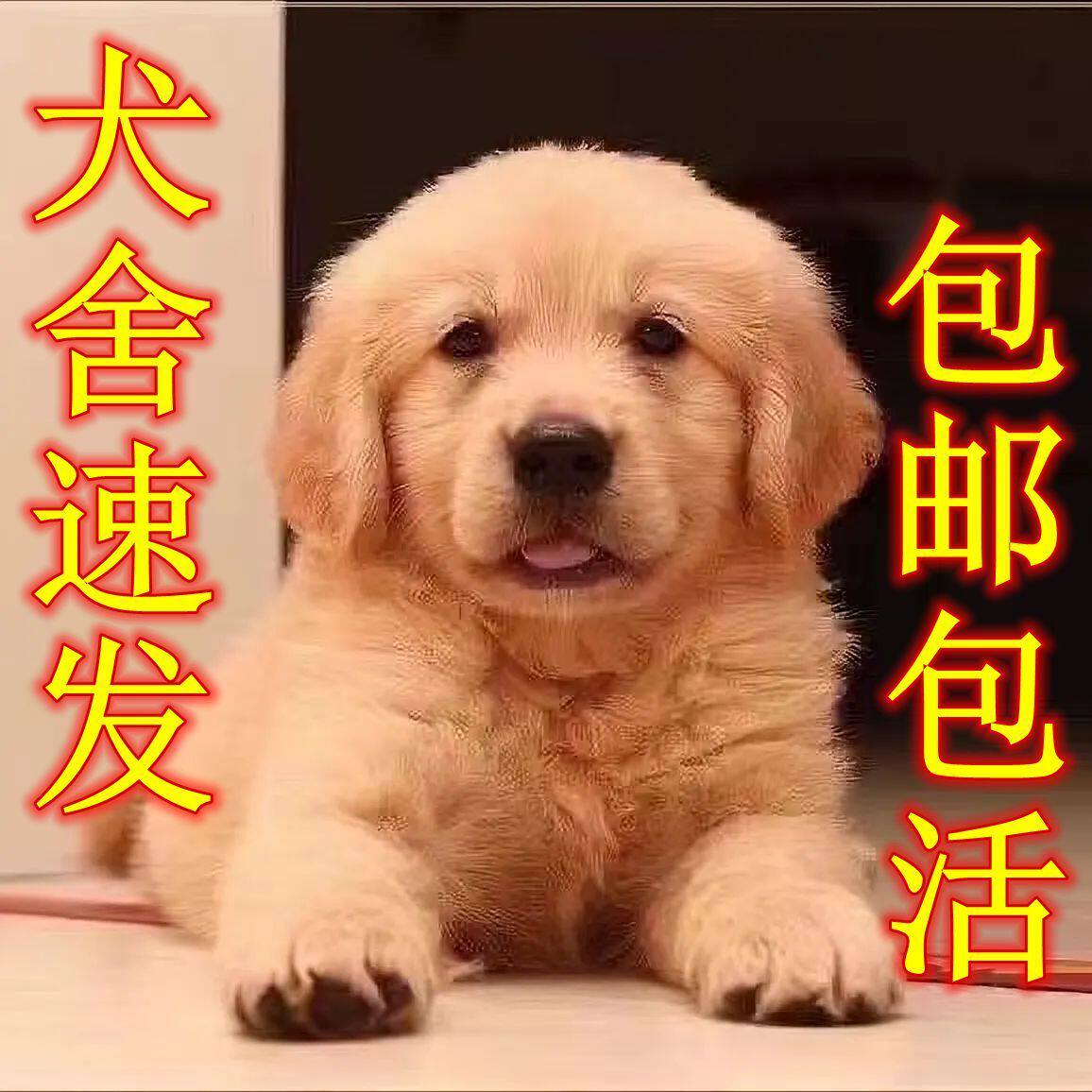 金毛纯种幼犬导盲犬高智商犬陪伴聪明护主真狗狗沙滩金温顺狗活体