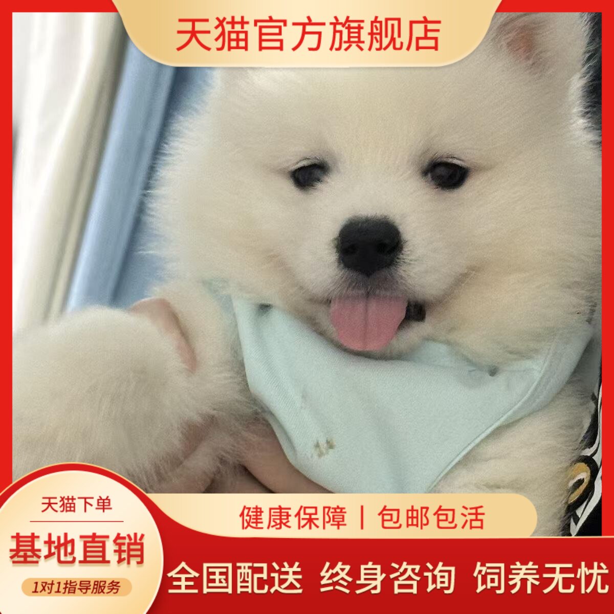 萨摩耶纯种幼犬宠物狗圆脸便宜聪明好养家养幼宠粘人网红活物纯白