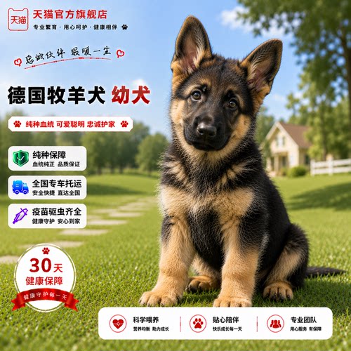 幼崽黑背护卫犬大型犬弓背便宜