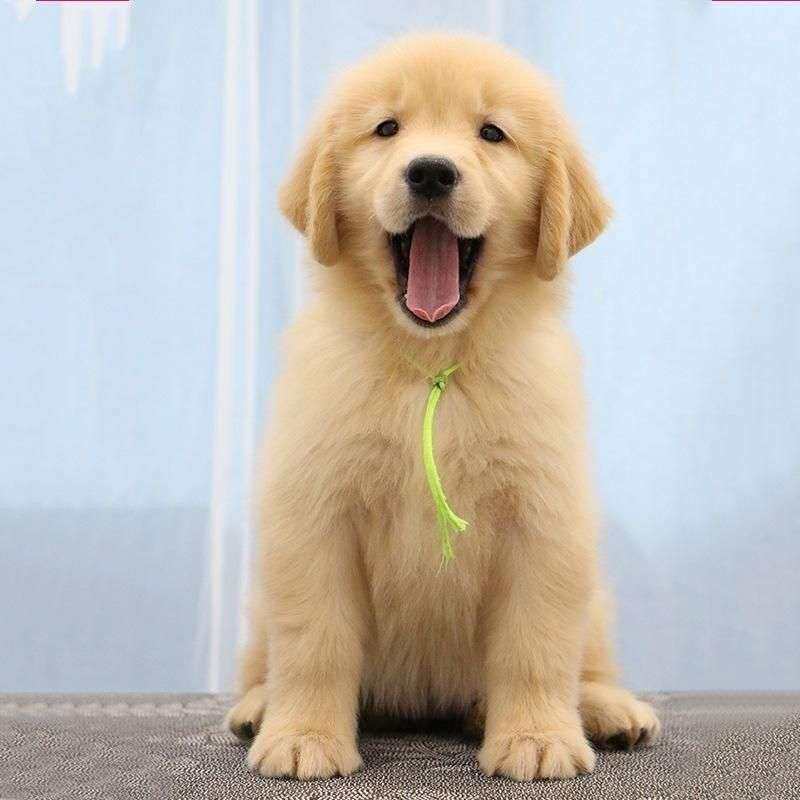 金毛纯种幼犬聪明幼崽真狗健康沙滩金高智商导盲犬温顺便宜小护主
