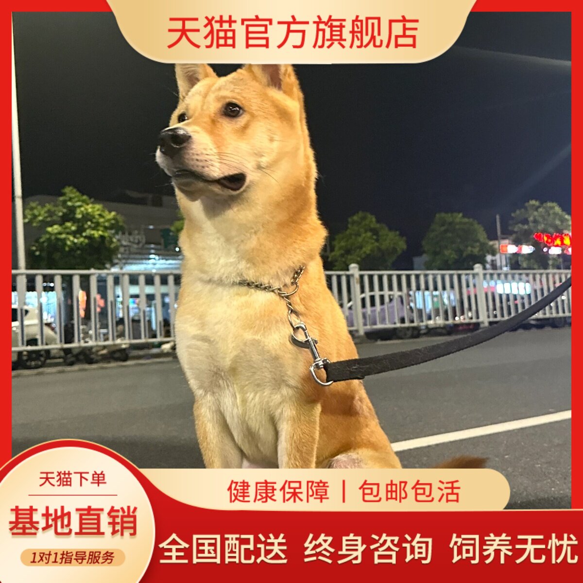 黄狗白面狗狗四眼包金五黑家养