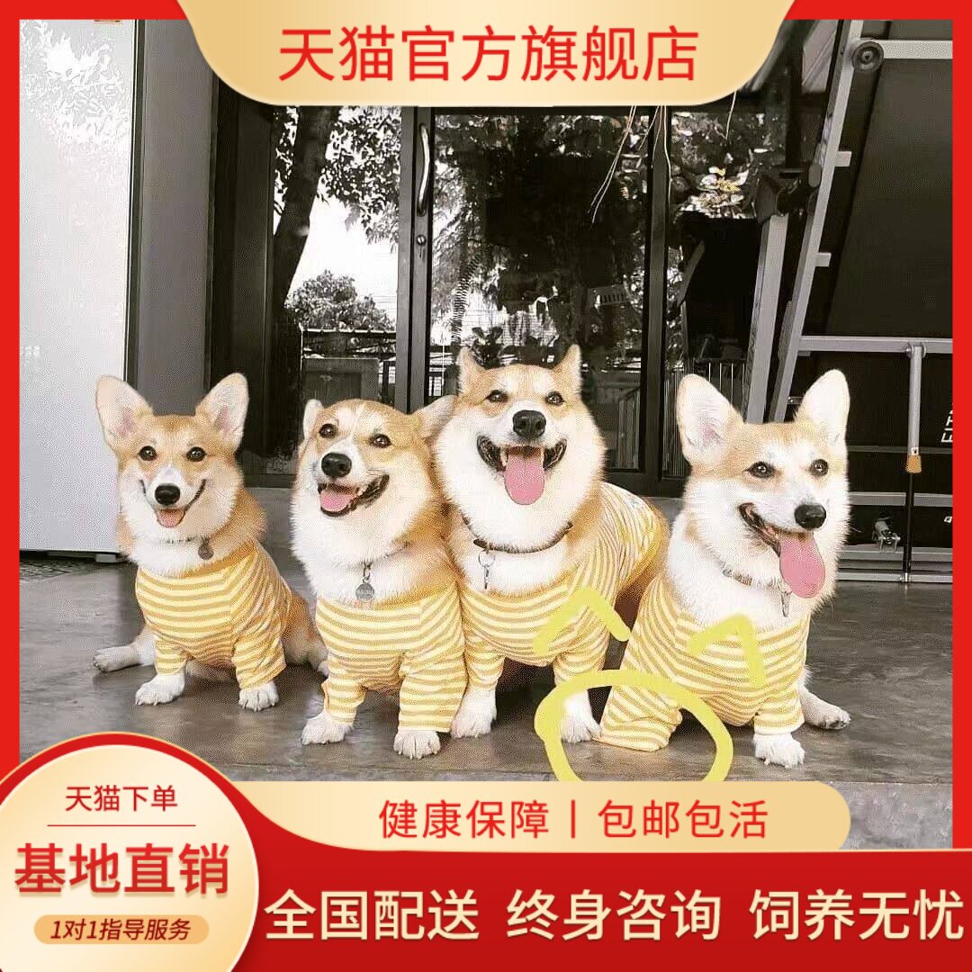 威尔士三色狗狗小狗黄白花幼崽