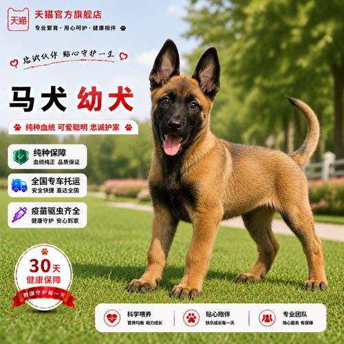 爆红比利时牧羊犬狗狗黄马幼宠