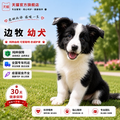 看家狗警犬七白可爱白边狗狗犬
