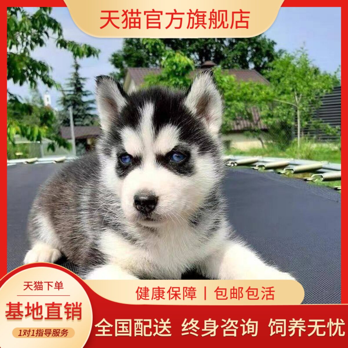 可爱真狗狗中型犬二哈三火短毛狗