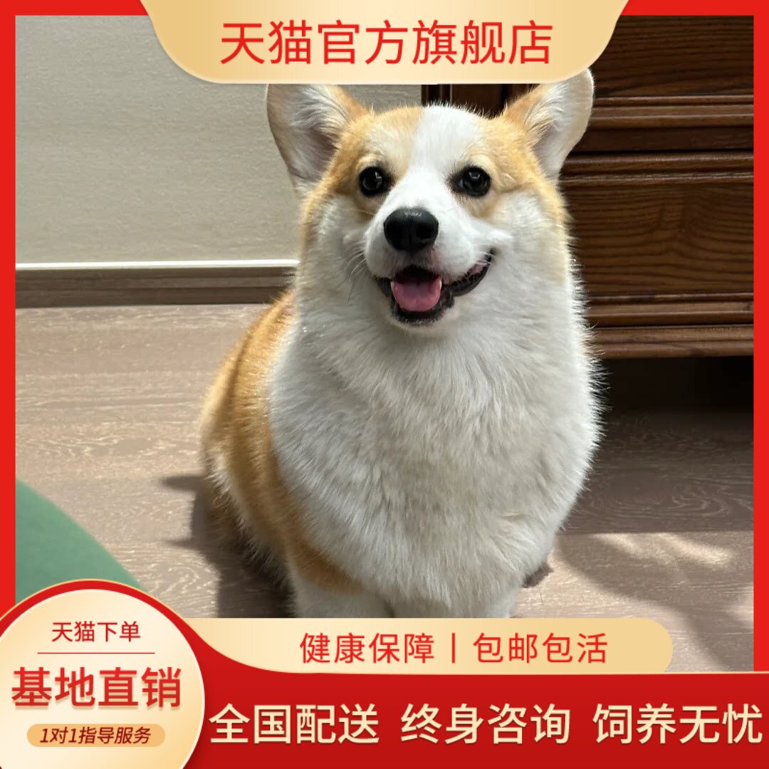 纯种柯基幼犬狗狗活物小短腿大屁股柯基幼崽宠物狗狗小狗崽子真狗