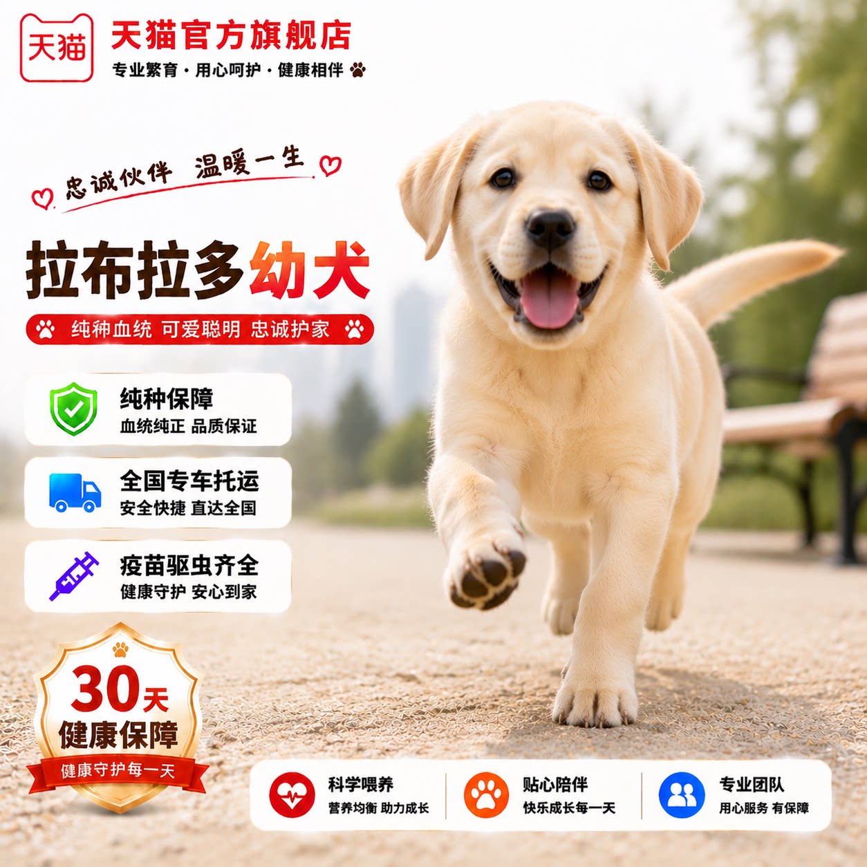 真狗活物狗狗小狗陪伴伴侣犬