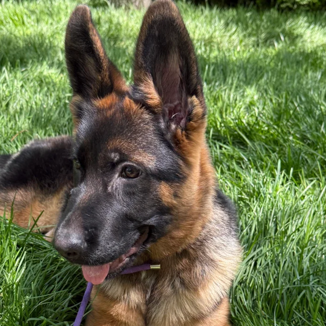 警犬锤系德牧弓背看家护院犬
